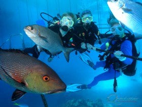 marine life scuba great barrier reef