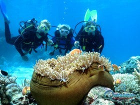 Great Barrier Reef clownfish scuba diving