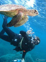 Turtle Scuba Dive Great Barrier Reef
