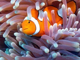 Clownfish closeup